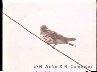 Lesser Striped Swallow - ML718424