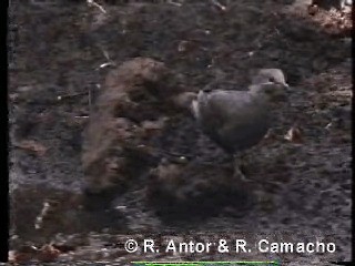 Pigeon à masque blanc (inornata) - ML718427