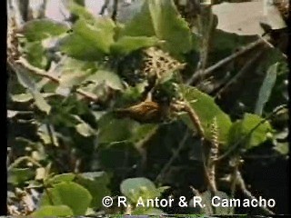 Village Weaver (Black-headed) - ML718430