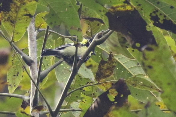 Himalayan Black-lored Tit - ML71843461