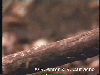 gulgumpkobberslager (bilineatus gr.) - ML718436