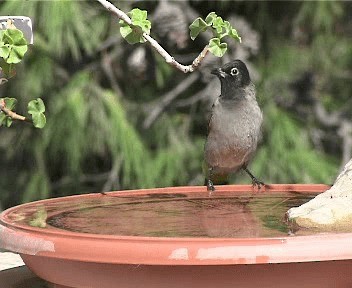 White-spectacled Bulbul - ML718439