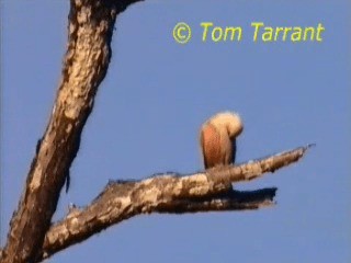 Chestnut-tailed/Malabar Starling - ML718440