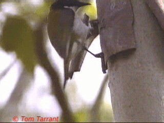 White-naped Honeyeater - ML718457