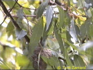 White-naped Honeyeater - ML718458