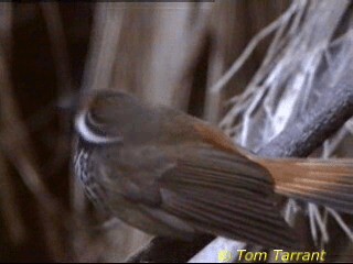 Australian Rufous Fantail - ML718460