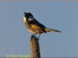 White-cheeked Honeyeater - ML718465