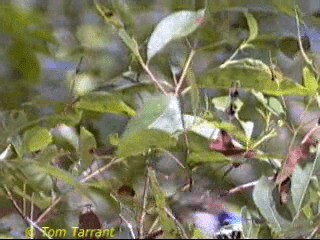 Разноцветный малюр - ML718466