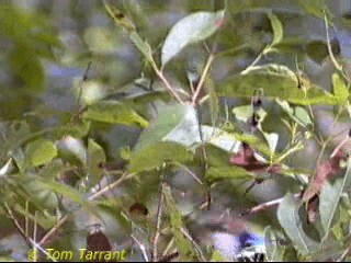 Variegated Fairywren - ML718466