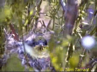 gulduskhonningeter - ML718471