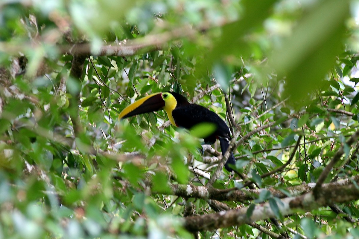 Yellow-throated Toucan (Chestnut-mandibled) - ML71847341