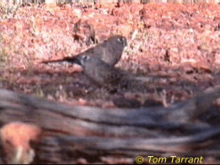 Bourke's Parrot - ML718475