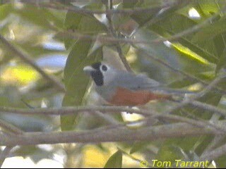 Black-faced Monarch - ML718478