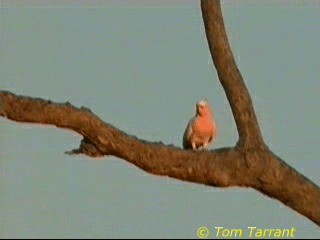 Pink Cockatoo - ML718481