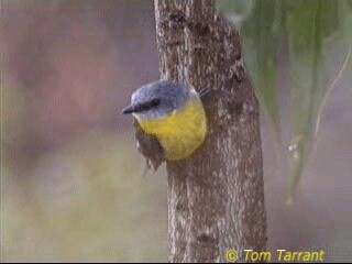 Eastern Yellow Robin - ML718483