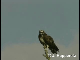 Águila Pescadora (haliaetus) - ML718485