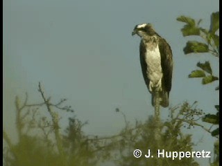 Águila Pescadora (haliaetus) - ML718486
