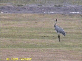 Grulla Brolga - ML718487