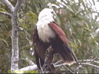 Brahminy Kite - ML718489