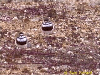 Double-banded Plover - ML718491