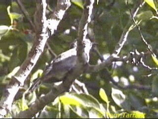 Little Bronze-Cuckoo - ML718494