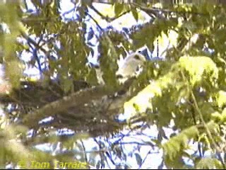 White-headed Pigeon - ML718495