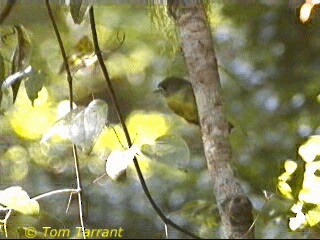 Pale-yellow Robin - ML718498