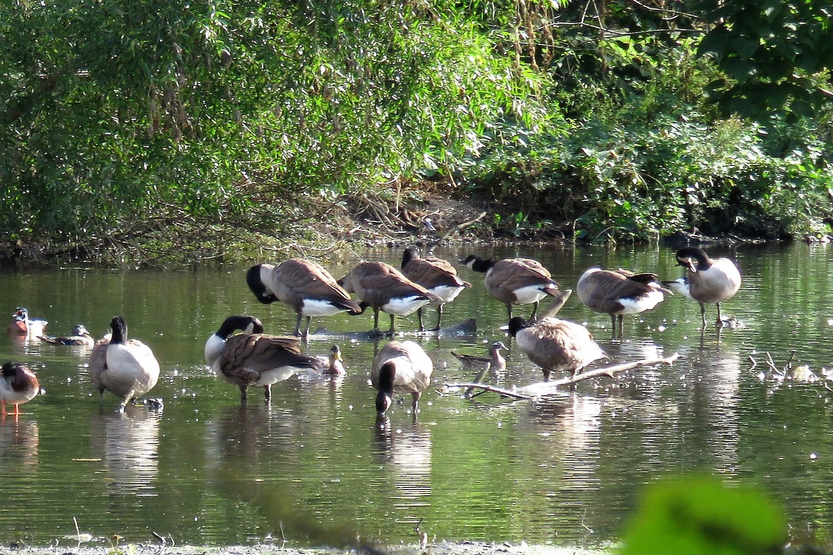 Канад галуу - ML71850081