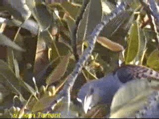 Channel-billed Cuckoo - ML718501