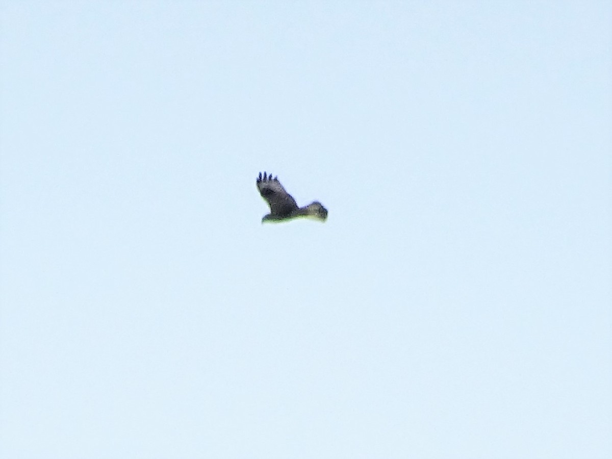 Rough-legged Hawk - ML71850151