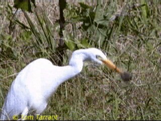 Plumed Egret - ML718502