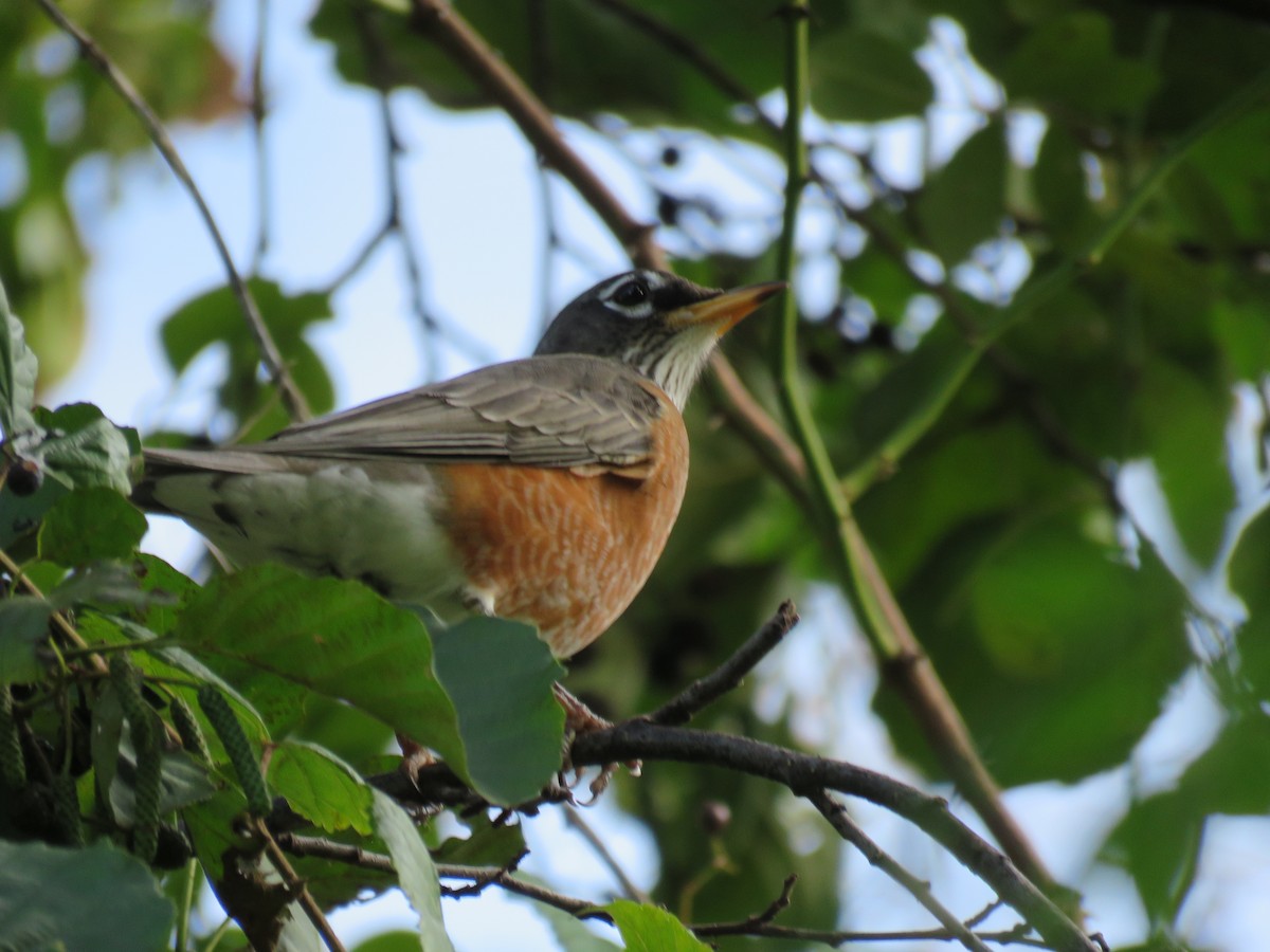 American Robin - ML71850371