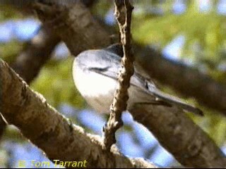 Leaden Flycatcher - ML718510