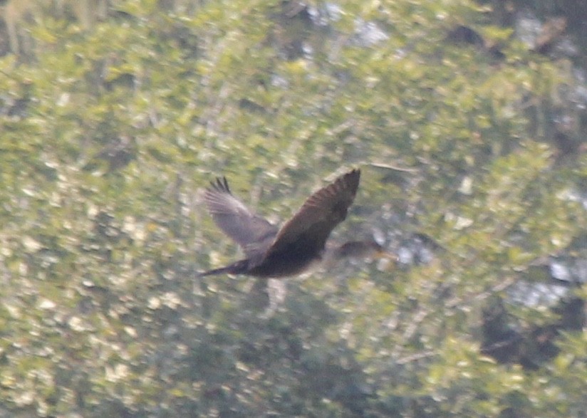 Double-crested Cormorant - ML71853391