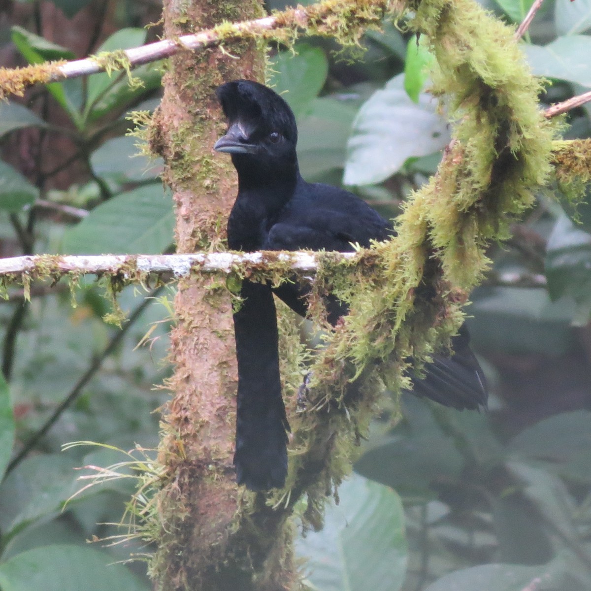 Эквадорская зонтичная птица - ML71853401