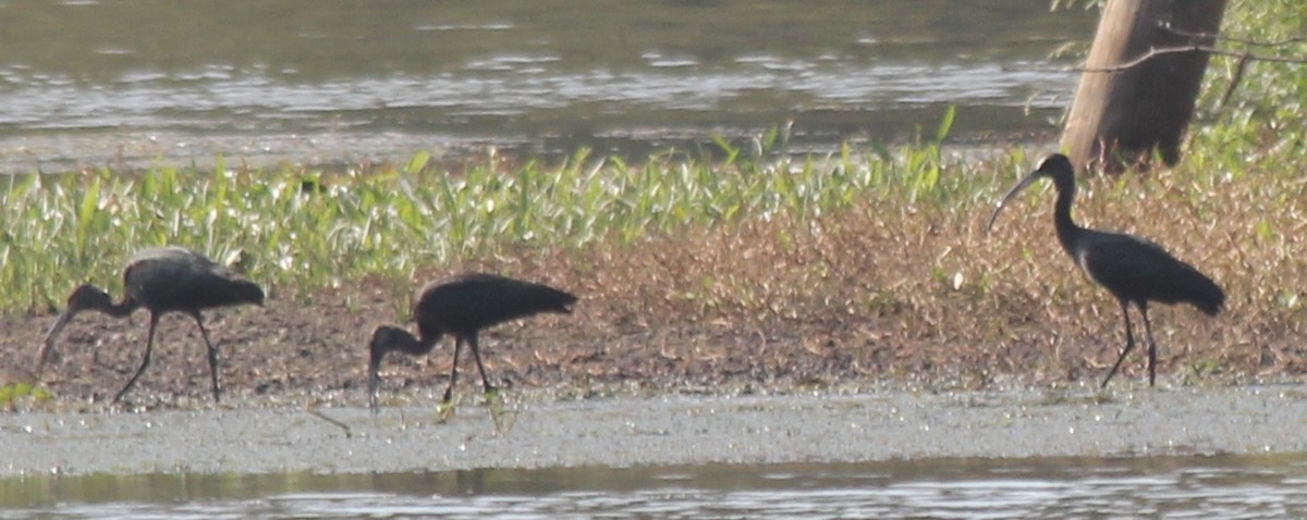 White-faced Ibis - ML71853411