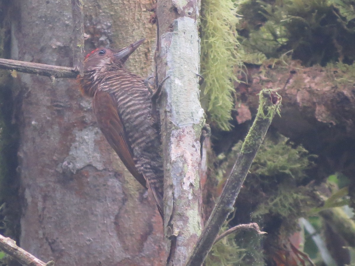 Red-rumped Woodpecker - ML71853841
