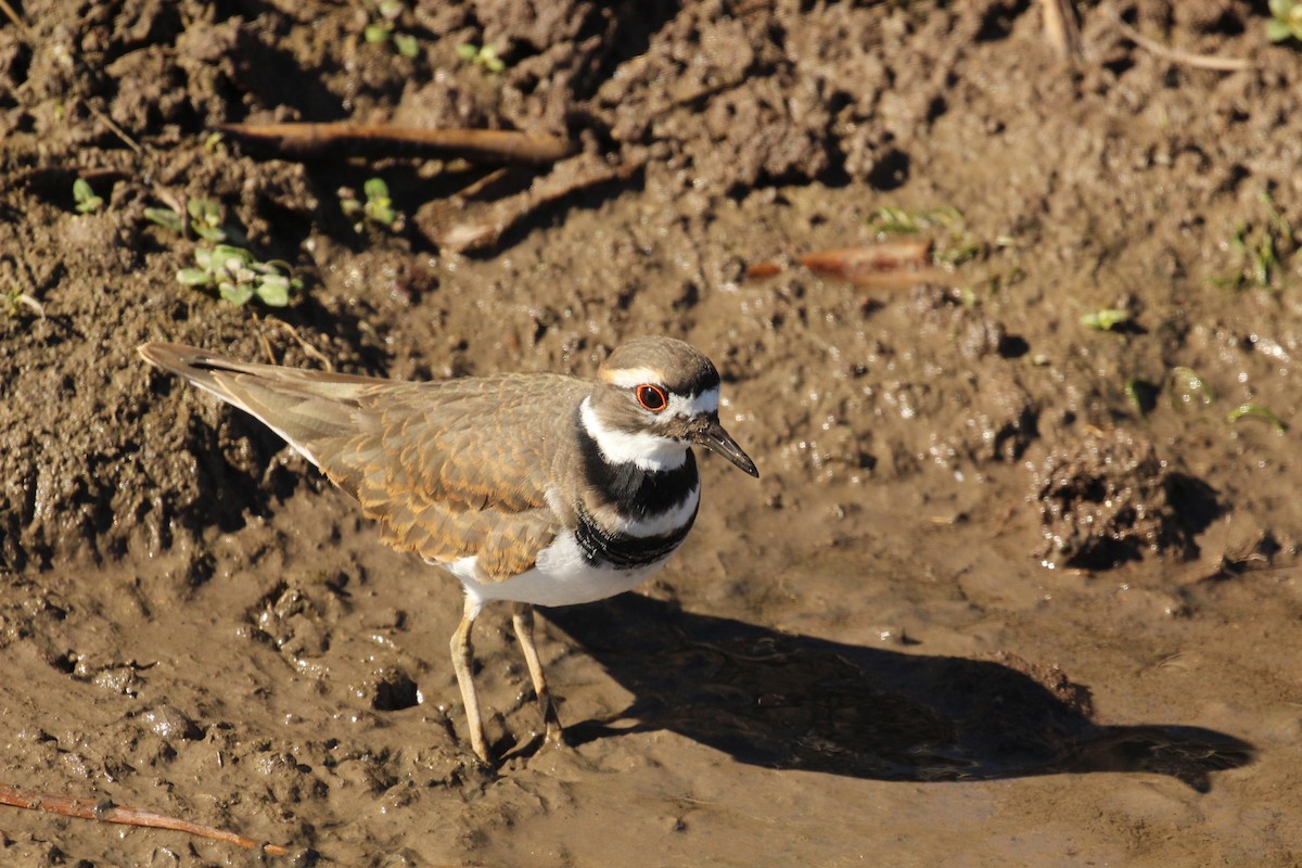 Killdeer - Chuck Gates