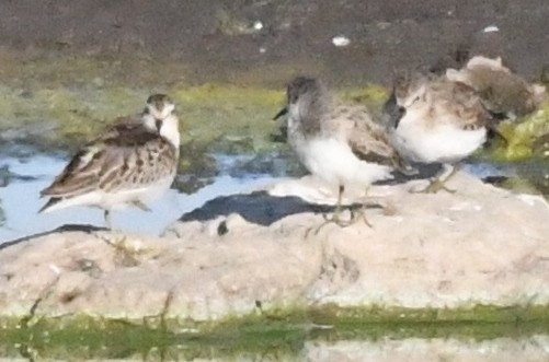 Least Sandpiper - ML71854491