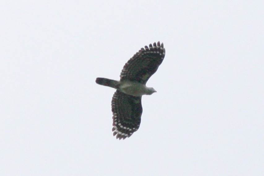 Gray-headed Kite - Nicole Desnoyers