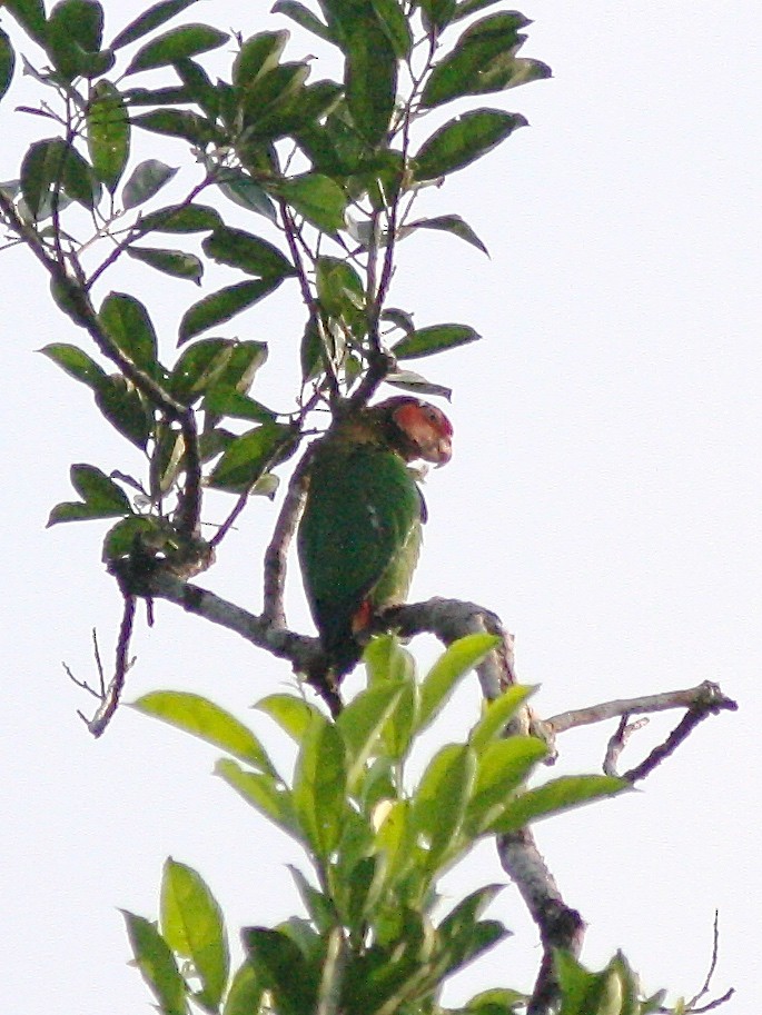 Rose-faced Parrot - Nicole Desnoyers