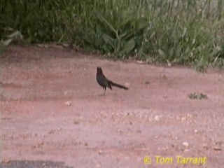 Black Scrub-Robin - ML718565