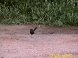 Black Scrub-Robin - ML718566