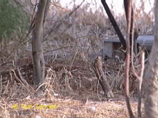 Black Scrub-Robin - ML718567