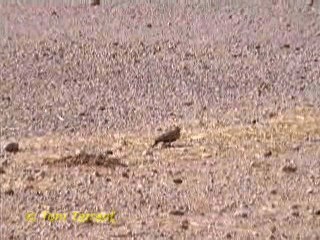Black-crowned Sparrow-Lark - ML718569