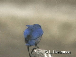 Western Bluebird - ML718570