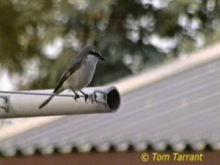 Red-tailed Shrike - ML718573