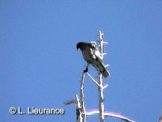 Pigeon à queue barrée (groupe fasciata) - ML718574