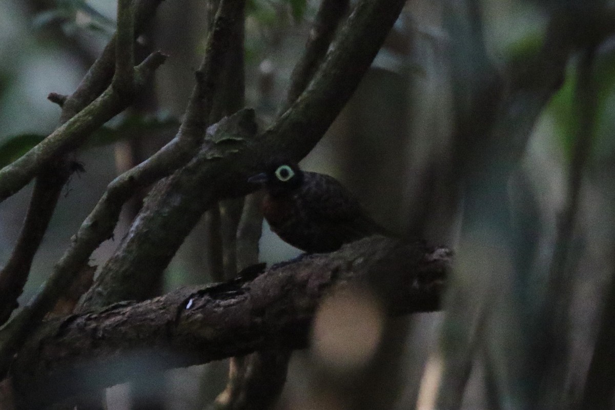 Harlequin Antbird - Ian Thompson