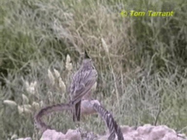 Crested Lark - ML718577